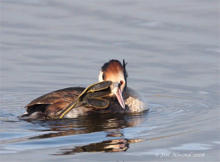 Great crested Grebe scratching VP 4 3 08 Raw edit IMG_9723